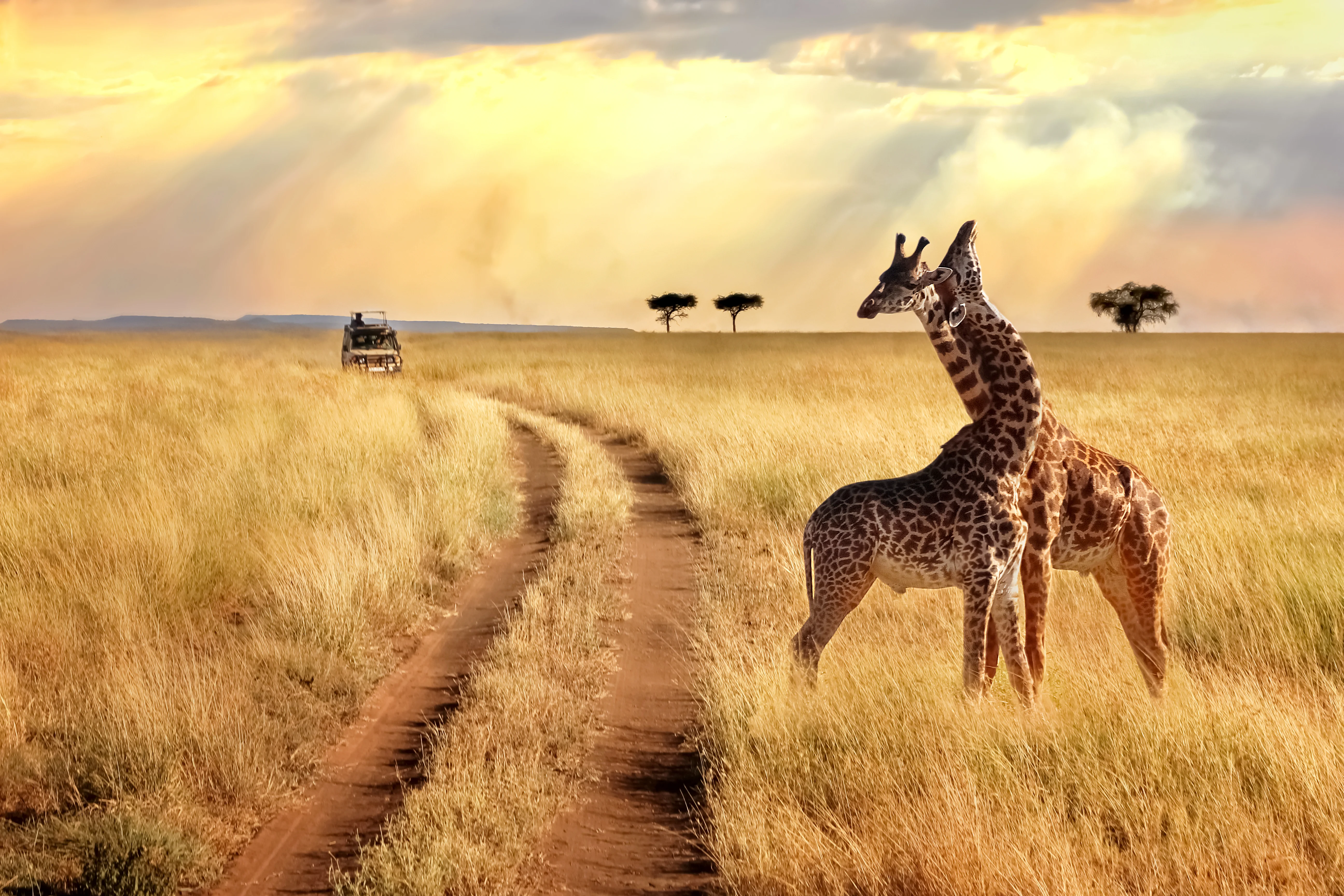 Luxury Safari Travel